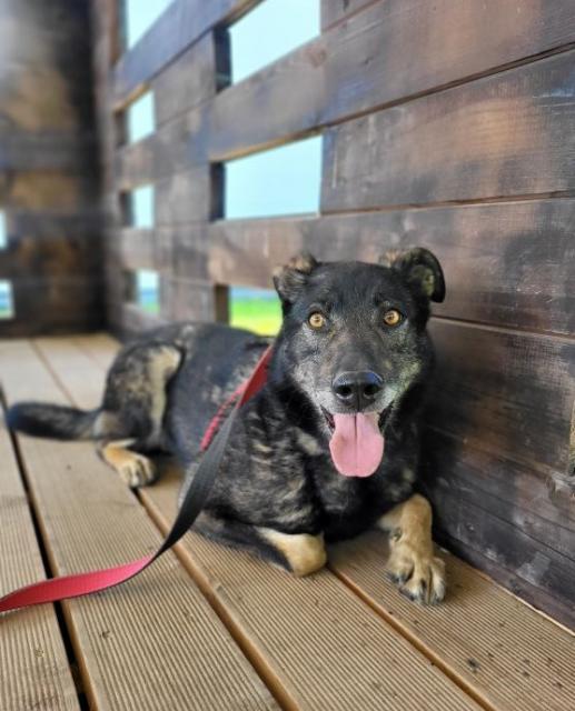 Беймакс Б 183